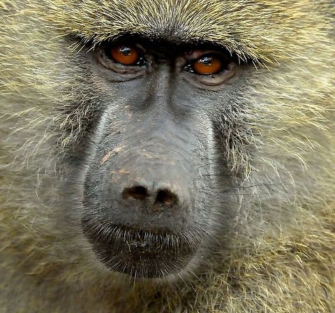 Portrait of a male Olive Baboon This is a closeup of a dominant male Olive Baboon found at Arusha National Park, Tanzania. Africa,Arusha,Arusha National Park,Olive baboon,Papio anubis,tanzania