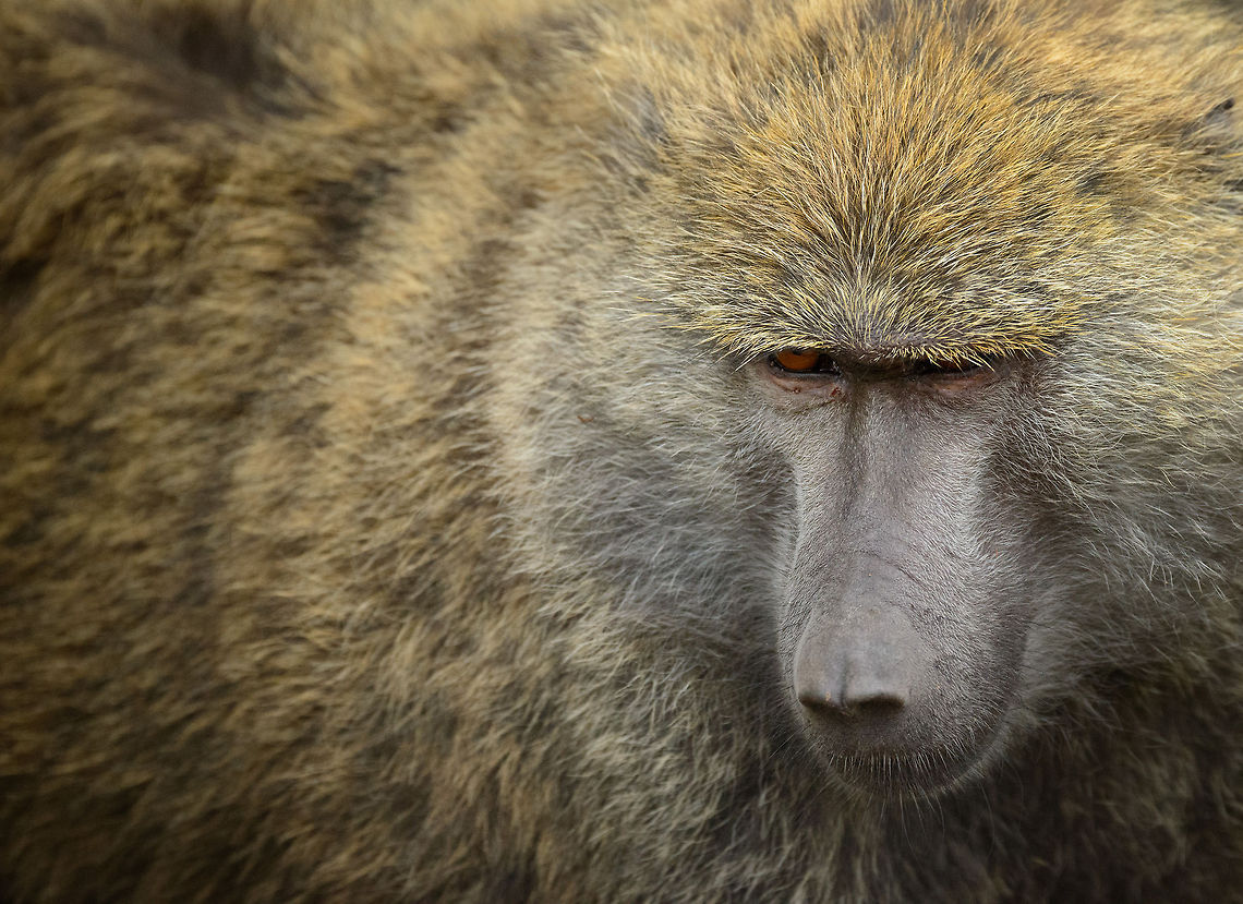 Dominant Male Olive Baboon Olive Baboon groups typically contains a few dozen members, containing usually a few dominant males, not just one. Here is one very up close in Arusha National Park, Tanzania. Africa,Arusha,Arusha National Park,Olive baboon,Papio anubis,Tanzania