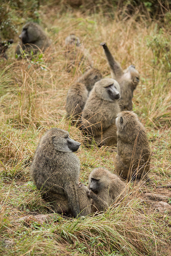 Olive baboon group in Arusha National Park Part of a larger group of about 30 olive baboons.  Africa,Arusha,Arusha National Park,Olive baboon,Papio anubis,Tanzania