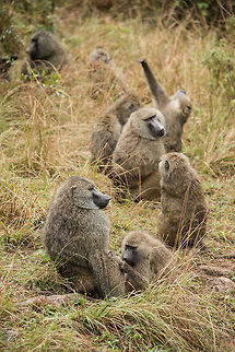 Olive baboon group in Arusha National Park Part of a larger group of about 30 olive baboons.  Africa,Arusha,Arusha National Park,Olive baboon,Papio anubis,Tanzania
