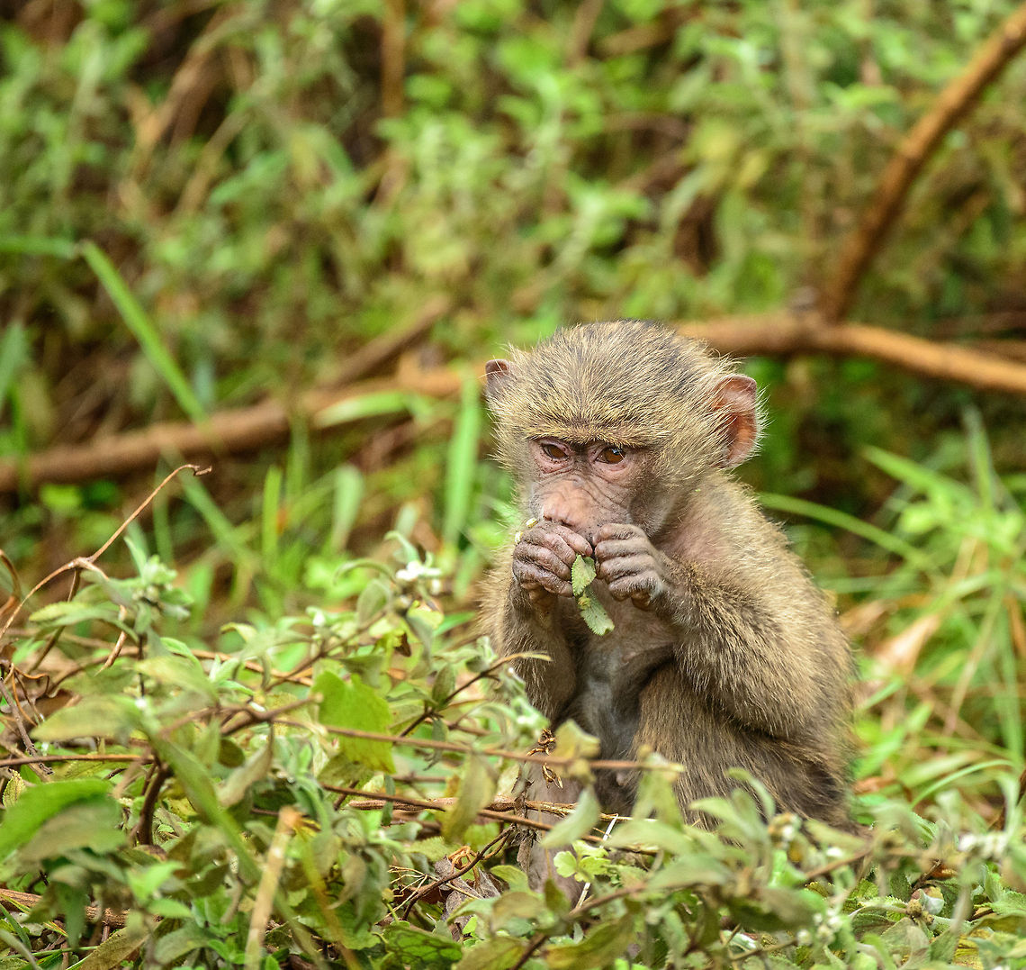 Young male Olive Baboon feeding  Africa,Arusha,Arusha National Park,Olive baboon,Papio anubis,Tanzania