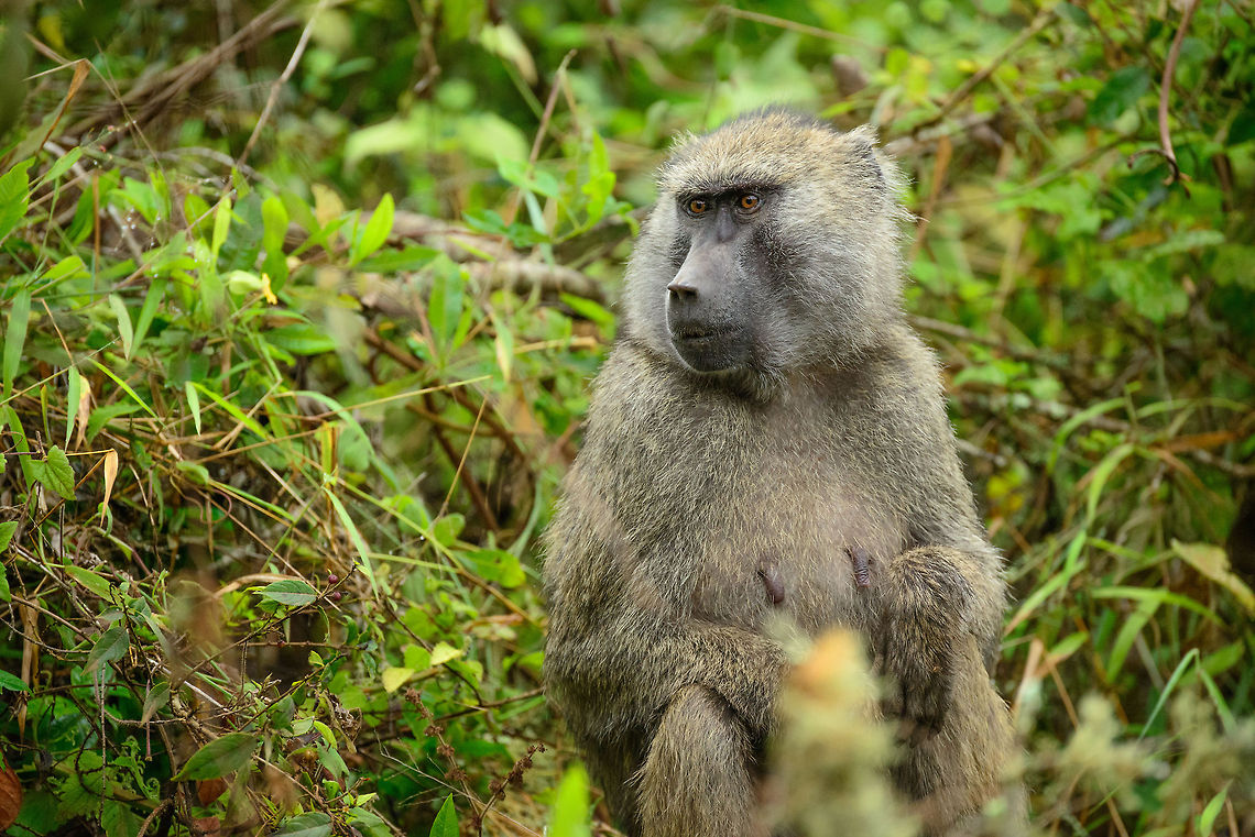 Female Olive Baboon in Arusha National Park, Tanzania In Olive Baboon society, all females are roughly equal in rank, no matter their age. Social hierarchy is fought out in and between males. Africa,Arusha,Arusha National Park,Olive baboon,Papio anubis,Tanzania