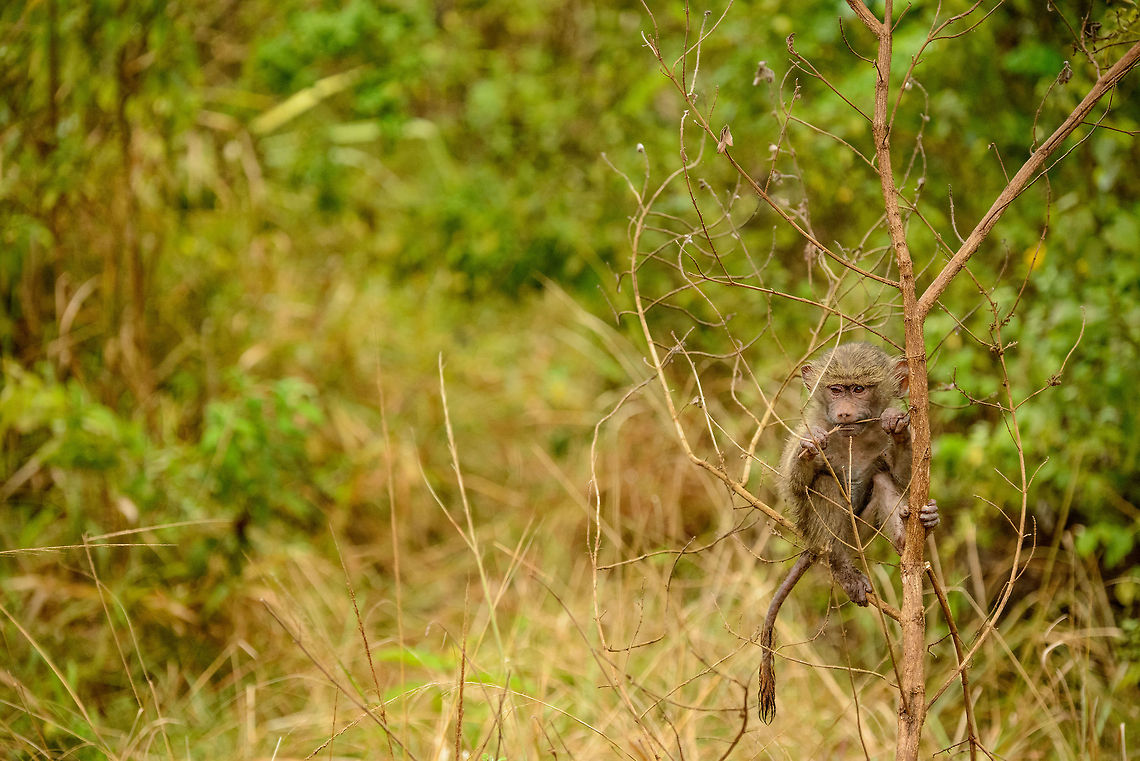 Olive Baboon baby relaxing and playing trees This Olive Baboon baby can afford to be silly now, but it awaits a life in a strict social hierarchy, where you either have everything or nothing, and even if you are a winner, it won&#039;t be for long. Africa,Arusha,Arusha National Park,Olive baboon,Papio anubis,Tanzania