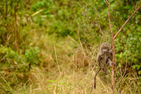 Olive Baboon baby relaxing and playing trees This Olive Baboon baby can afford to be silly now, but it awaits a life in a strict social hierarchy, where you either have everything or nothing, and even if you are a winner, it won't be for long. Africa,Arusha,Arusha National Park,Olive baboon,Papio anubis,Tanzania