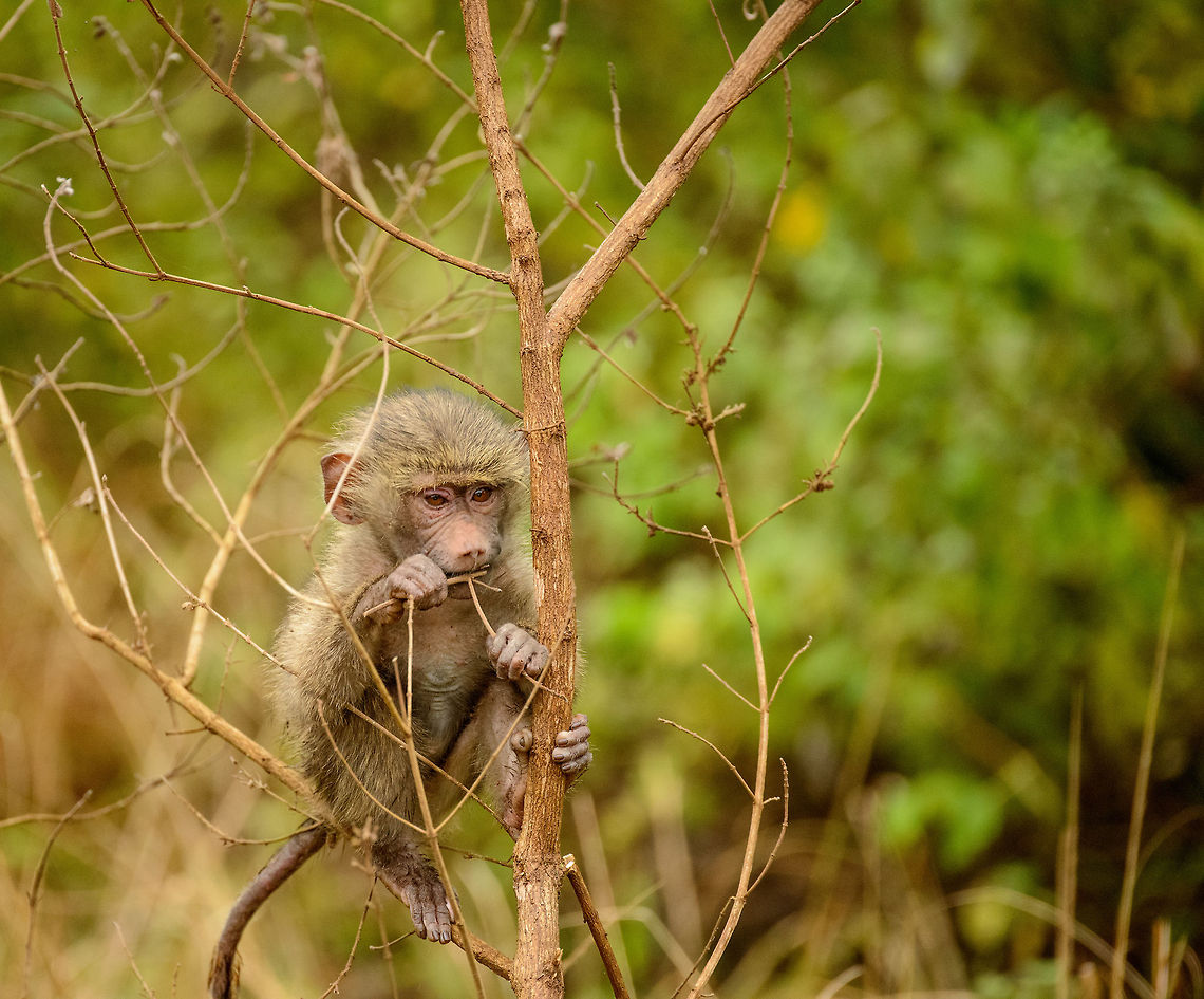 Olive Baboon baby climbing in tree and feeding on it  Africa,Arusha,Arusha National Park,Olive baboon,Papio anubis,Tanzania