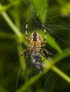 European garden spider - feeding, Heeswijk-Dinther, Netherlands Feeding on the head of a wrapped up flesh fly. Araneus diadematus,Europe,European garden spider,Heeswijk-Dinther,Netherlands,World