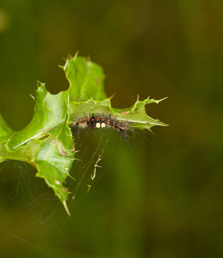 Rusty Tussock Moth, Heeswijk-Dinther, Netherlands <a href="https://www.ahw.me/img/witvlakvlinder12b.html" rel="nofollow">https://www.ahw.me/img/witvlakvlinder12b.html</a><br />
The above reference mentions that the two dark bristles found after the white ones, indicate that this is the female. As adult, the female will be wingless. Europe,Heeswijk-Dinther,Netherlands,Orgyia antiqua,Rusty Tussock Moth,World