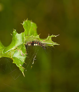 Rusty Tussock Moth, Heeswijk-Dinther, Netherlands https://www.ahw.me/img/witvlakvlinder12b.html
The above reference mentions that the two dark bristles found after the white ones, indicate that this is the female. As adult, the female will be wingless. Europe,Heeswijk-Dinther,Netherlands,Orgyia antiqua,Rusty Tussock Moth,World