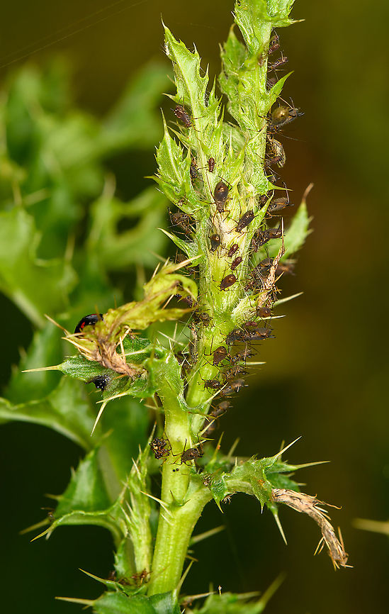 Aphids in distress This group of aphids were in panic mode as they seem to be aware of the incoming ladybug, barely visible on the left (behind the leaf). Europe,Heeswijk-Dinther,Netherlands,World