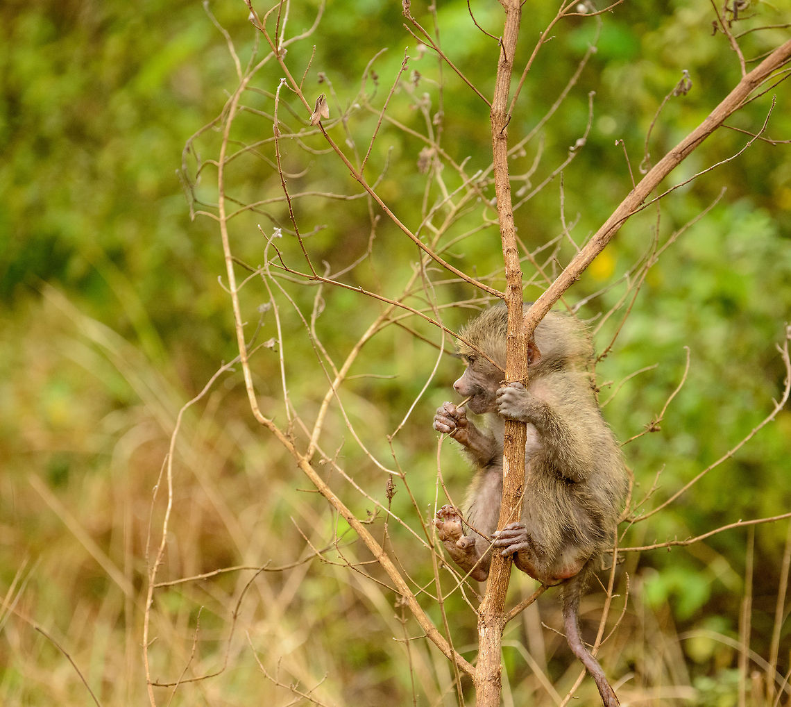 Playful Olive Baboon baby at Arusha National Park, Tanzania An Olive Baboon youngster takes some distance from the group to observe and play in peace. Africa,Arusha,Arusha National Park,Olive baboon,Papio anubis,Tanzania
