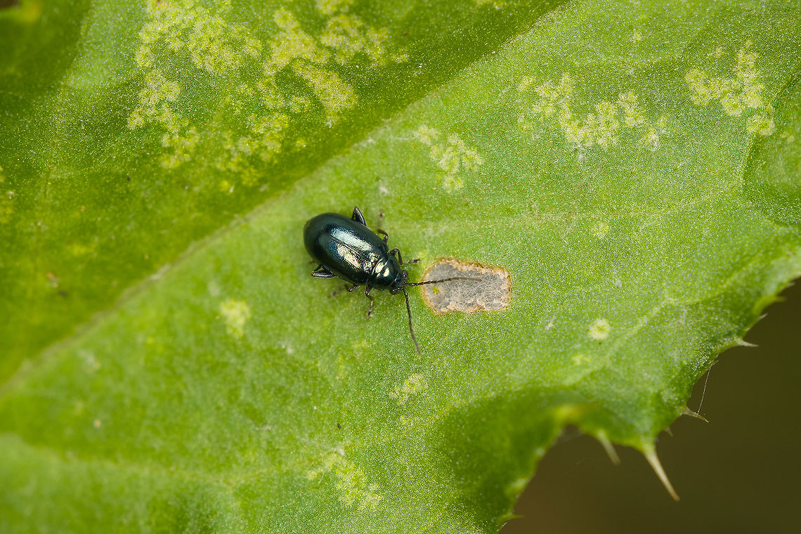 Altica lythri (flea beetle) - closeup, Heeswijk-Dinther, Netherlands Tentative species ID, but reasonably sure. Reference: <br />
<a href="https://www.ahw.me/img/altica_lythri05b.html" rel="nofollow">https://www.ahw.me/img/altica_lythri05b.html</a><br />
<br />
This is the second flea beetle new to me from the same session:<br />
<figure class="photo"><a href="https://www.jungledragon.com/image/121561/sphaeroderma_rubidum_-_closeup_heeswijk-dinther_netherlands.html" title="Sphaeroderma rubidum - closeup, Heeswijk-Dinther, Netherlands"><img src="https://s3.amazonaws.com/media.jungledragon.com/images/2/121561_thumb.jpg?AWSAccessKeyId=05GMT0V3GWVNE7GGM1R2&Expires=1769040010&Signature=IEeHE7AWOk7Ic1XwJoRIs4Bg9JM%3D" width="118" height="152" alt="Sphaeroderma rubidum - closeup, Heeswijk-Dinther, Netherlands Tiny, at 2-3mm. The dutch name "Rode distelaardvlo" translates to "Red Thistle Flea".<br />
<br />
It's on a thistle leaf here. Whilst not really a flea, it's a Flea Beetle (Tribe Alticini). These beetles typically have highly developed thighs in their hind legs, allowing them to leap away when needed.<br />
https://www.jungledragon.com/image/121560/sphaeroderma_rubidum_heeswijk-dinther_netherlands.html Europe,Heeswijk-Dinther,Netherlands,Sphaeroderma rubidum,World" /></a></figure><br />
From this photo, you can clearly see the well developed thighs on the hind legs, allowing them to leap away. Size reference:<br />
<br />
<figure class="photo"><a href="https://www.jungledragon.com/image/121771/altica_lythri_flea_beetle_heeswijk-dinther_netherlands.html" title="Altica lythri (flea beetle), Heeswijk-Dinther, Netherlands"><img src="https://s3.amazonaws.com/media.jungledragon.com/images/2/121771_thumb.jpg?AWSAccessKeyId=05GMT0V3GWVNE7GGM1R2&Expires=1769040010&Signature=vKZNO1yVle3TbwlwB4%2FKvCx%2FI5g%3D" width="200" height="134" alt="Altica lythri (flea beetle), Heeswijk-Dinther, Netherlands Tentative species ID, but reasonably sure. Reference: <br />
https://www.ahw.me/img/altica_lythri05b.html<br />
<br />
This is the second flea beetle new to me from the same session:<br />
https://www.jungledragon.com/image/121561/sphaeroderma_rubidum_-_closeup_heeswijk-dinther_netherlands.html<br />
Closeup:<br />
<br />
https://www.jungledragon.com/image/121770/altica_lythri_flea_beetle_-_closeup_heeswijk-dinther_netherlands.html Altica lythri,Europe,Heeswijk-Dinther,Netherlands,World" /></a></figure> Altica lythri,Europe,Heeswijk-Dinther,Netherlands,World