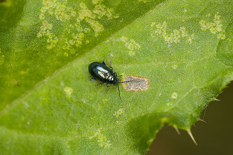 Altica lythri (flea beetle) - closeup, Heeswijk-Dinther, Netherlands Tentative species ID, but reasonably sure. Reference: 
https://www.ahw.me/img/altica_lythri05b.html

This is the second flea beetle new to me from the same session:
https://www.jungledragon.com/image/121561/sphaeroderma_rubidum_-_closeup_heeswijk-dinther_netherlands.html
From this photo, you can clearly see the well developed thighs on the hind legs, allowing them to leap away. Size reference:

https://www.jungledragon.com/image/121771/altica_lythri_flea_beetle_heeswijk-dinther_netherlands.html Altica lythri,Europe,Heeswijk-Dinther,Netherlands,World