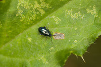 Altica lythri (flea beetle) - closeup, Heeswijk-Dinther, Netherlands Tentative species ID, but reasonably sure. Reference: <br />
https://www.ahw.me/img/altica_lythri05b.html<br />
<br />
This is the second flea beetle new to me from the same session:<br />
https://www.jungledragon.com/image/121561/sphaeroderma_rubidum_-_closeup_heeswijk-dinther_netherlands.html<br />
From this photo, you can clearly see the well developed thighs on the hind legs, allowing them to leap away. Size reference:<br />
<br />
https://www.jungledragon.com/image/121771/altica_lythri_flea_beetle_heeswijk-dinther_netherlands.html Altica lythri,Europe,Heeswijk-Dinther,Netherlands,World