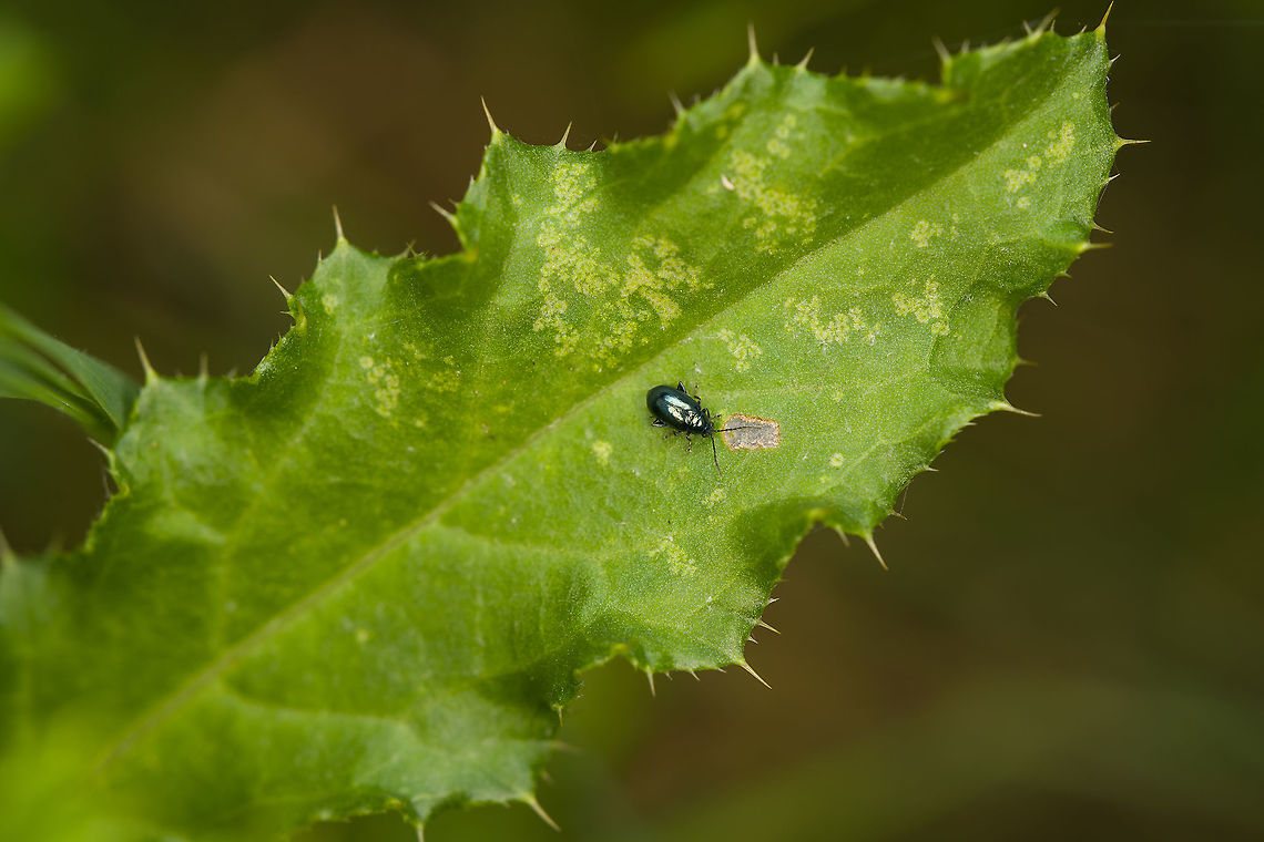 Altica lythri (flea beetle), Heeswijk-Dinther, Netherlands Tentative species ID, but reasonably sure. Reference: <br />
<a href="https://www.ahw.me/img/altica_lythri05b.html" rel="nofollow">https://www.ahw.me/img/altica_lythri05b.html</a><br />
<br />
This is the second flea beetle new to me from the same session:<br />
<figure class="photo"><a href="https://www.jungledragon.com/image/121561/sphaeroderma_rubidum_-_closeup_heeswijk-dinther_netherlands.html" title="Sphaeroderma rubidum - closeup, Heeswijk-Dinther, Netherlands"><img src="https://s3.amazonaws.com/media.jungledragon.com/images/2/121561_thumb.jpg?AWSAccessKeyId=05GMT0V3GWVNE7GGM1R2&Expires=1769040010&Signature=IEeHE7AWOk7Ic1XwJoRIs4Bg9JM%3D" width="118" height="152" alt="Sphaeroderma rubidum - closeup, Heeswijk-Dinther, Netherlands Tiny, at 2-3mm. The dutch name "Rode distelaardvlo" translates to "Red Thistle Flea".<br />
<br />
It's on a thistle leaf here. Whilst not really a flea, it's a Flea Beetle (Tribe Alticini). These beetles typically have highly developed thighs in their hind legs, allowing them to leap away when needed.<br />
https://www.jungledragon.com/image/121560/sphaeroderma_rubidum_heeswijk-dinther_netherlands.html Europe,Heeswijk-Dinther,Netherlands,Sphaeroderma rubidum,World" /></a></figure><br />
Closeup:<br />
<br />
<figure class="photo"><a href="https://www.jungledragon.com/image/121770/altica_lythri_flea_beetle_-_closeup_heeswijk-dinther_netherlands.html" title="Altica lythri (flea beetle) - closeup, Heeswijk-Dinther, Netherlands"><img src="https://s3.amazonaws.com/media.jungledragon.com/images/2/121770_thumb.jpg?AWSAccessKeyId=05GMT0V3GWVNE7GGM1R2&Expires=1769040010&Signature=j3HnPd%2F1ivHzuiWl8wj%2FjCJ7iJc%3D" width="200" height="134" alt="Altica lythri (flea beetle) - closeup, Heeswijk-Dinther, Netherlands Tentative species ID, but reasonably sure. Reference: <br />
https://www.ahw.me/img/altica_lythri05b.html<br />
<br />
This is the second flea beetle new to me from the same session:<br />
https://www.jungledragon.com/image/121561/sphaeroderma_rubidum_-_closeup_heeswijk-dinther_netherlands.html<br />
From this photo, you can clearly see the well developed thighs on the hind legs, allowing them to leap away. Size reference:<br />
<br />
https://www.jungledragon.com/image/121771/altica_lythri_flea_beetle_heeswijk-dinther_netherlands.html Altica lythri,Europe,Heeswijk-Dinther,Netherlands,World" /></a></figure> Altica lythri,Europe,Heeswijk-Dinther,Netherlands,World