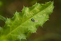 Altica lythri (flea beetle), Heeswijk-Dinther, Netherlands Tentative species ID, but reasonably sure. Reference: <br />
https://www.ahw.me/img/altica_lythri05b.html<br />
<br />
This is the second flea beetle new to me from the same session:<br />
https://www.jungledragon.com/image/121561/sphaeroderma_rubidum_-_closeup_heeswijk-dinther_netherlands.html<br />
Closeup:<br />
<br />
https://www.jungledragon.com/image/121770/altica_lythri_flea_beetle_-_closeup_heeswijk-dinther_netherlands.html Altica lythri,Europe,Heeswijk-Dinther,Netherlands,World