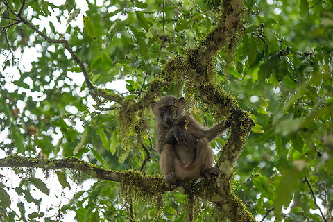 Young male Olive Baboon in lush forest Even during the dry season Arusha National Park is a lush green forest, full of wildlife surprises like this young male Olive Baboon. Africa,Arusha,Arusha National Park,Olive baboon,Papio anubis,Tanzania