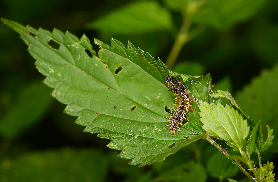 Red Admiral caterpillar, Heeswijk-Dinther, Netherlands Interestingly, despite this species being highly common and often photographed, this is the first photo of its caterpillar.  This one is stitching leafs together on nettle, the host plant they rely on for everything.<br />
<br />
Reference used for ID (in dutch):<br />
<a href="https://www.vlinderstichting.nl/vlinders/vlinders-herkennen/rupsen-determineren1/rupsen-van-aurelia-s-determineren/" rel="nofollow">https://www.vlinderstichting.nl/vlinders/vlinders-herkennen/rupsen-determineren1/rupsen-van-aurelia-s-determineren/</a> Europe,Heeswijk-Dinther,Netherlands,Red Admiral,Vanessa atalanta,World