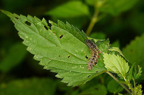 Red Admiral caterpillar, Heeswijk-Dinther, Netherlands Interestingly, despite this species being highly common and often photographed, this is the first photo of its caterpillar.  This one is stitching leafs together on nettle, the host plant they rely on for everything.

Reference used for ID (in dutch):
https://www.vlinderstichting.nl/vlinders/vlinders-herkennen/rupsen-determineren1/rupsen-van-aurelia-s-determineren/ Europe,Heeswijk-Dinther,Netherlands,Red Admiral,Vanessa atalanta,World
