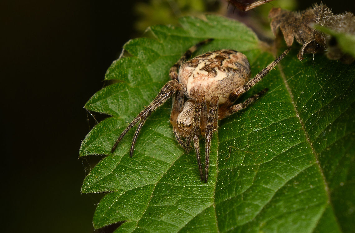 European garden spider - closeup, Heeswijk-Dinther, Netherlands  Araneus diadematus,Europe,European garden spider,Heeswijk-Dinther,Netherlands,World