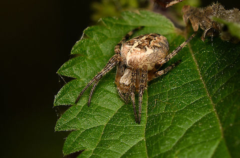 European garden spider - closeup, Heeswijk-Dinther, Netherlands  Araneus diadematus,Europe,European garden spider,Heeswijk-Dinther,Netherlands,World