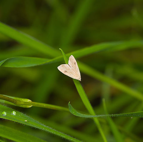 Straw Dot, Heeswijk-Dinther, Netherlands This moth keeps things simple. I have dots and I like straw. I am Straw Dot. Europe,Heeswijk-Dinther,Netherlands,Rivula sericealis,Straw Dot,World