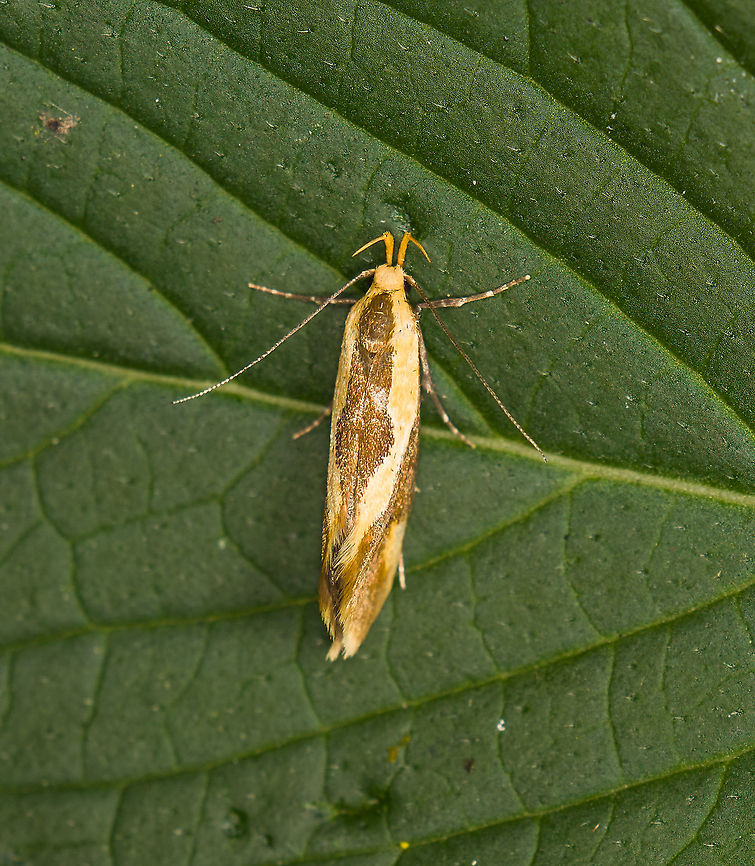 Harpella forficella, Heeswijk-Dinther, Netherlands  Europe,Harpella forficella,Heeswijk-Dinther,Netherlands,World