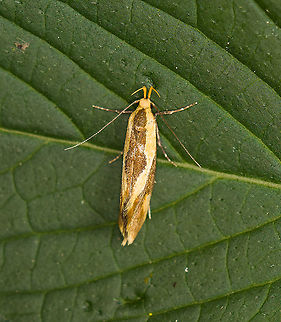 Harpella forficella, Heeswijk-Dinther, Netherlands  Europe,Harpella forficella,Heeswijk-Dinther,Netherlands,World