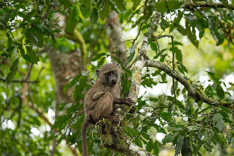 Young male Olive Baboon on tree in Arusha National Park  Africa,Arusha,Arusha National Park,Olive baboon,Papio anubis,Tanzania