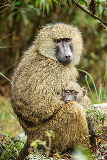 Olive Baboon mother and baby in Arusha National Park As you observe groups of Olive Baboons, you can't escape the constant aggressive turmoil that is required to establish social hierarchy. Yet as is always the case, there are touching scenes like these to balance it all. Africa,Arusha,Arusha National Park,Olive baboon,Papio anubis,Tanzania