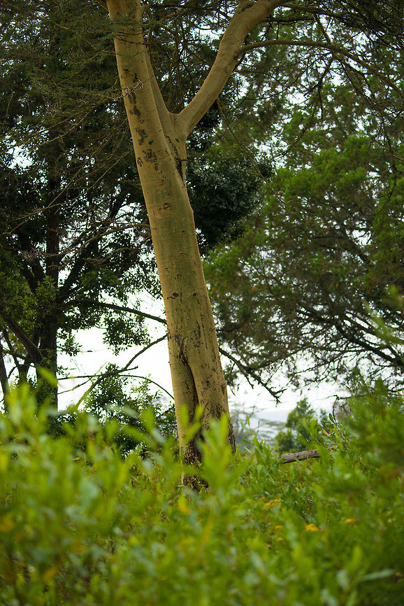 Fever tree in Arusha National Park, Tanzania These fever trees with their yellow bark commonly grow alongside rivers. Early settlers called it fever tree not only for its color, but also for believing it causes malaria. Truthfully, the tree happens to grow in habitat (slow flowing rivers) where malaria may be. <br />
<br />
Being part of the acacia tree family, it grows very large thorns, which are used by many weavers birds as protection from other species. Acacia xanthophloea,Africa,Arusha,Arusha National Park,Fever tree,Tanzania