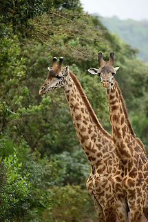 Let's take a break These two males are in a long fight to establish dominance, yet in between head butts they feed together in harmony, as if they are friends. Africa,Arusha,Arusha National Park,Giraffa camelopardalis tippelskirchi,Maasai Giraffe,Tanzania