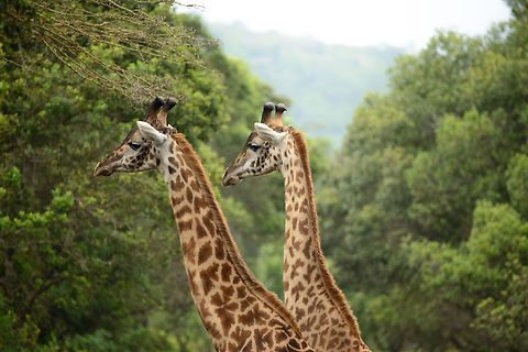 Pick your winner These two male Giraffes are in an endurance battle to establish dominance. It is said that males with darker patterns tend to be the dominant one, so likely it is the right giraffe challenging the dominance of the left one in this case. Africa,Arusha,Arusha National Park,Giraffa camelopardalis tippelskirchi,Maasai Giraffe,Tanzania