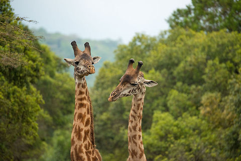 Masai Giraffe heads closeup Two male Masai giraffes in Arusha National Park, Tanzania in a long quest to establish dominance, and the right to reproduce. Africa,Arusha,Arusha National Park,Giraffa camelopardalis tippelskirchi,Maasai Giraffe,Tanzania