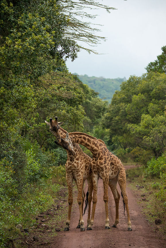 Masai Giraffe headbutting to establish dominance A fight between male Giraffes is not a spectacular fast action event, rather it is quite slow. Participants occassionally headbutt the other, and then need significant time to recharge their energy. In between they may feed together, as if to have a break from fighting. It's an endurance battle. Africa,Arusha,Arusha National Park,Giraffa camelopardalis tippelskirchi,Maasai Giraffe,Tanzania