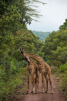 Masai Giraffe headbutting to establish dominance A fight between male Giraffes is not a spectacular fast action event, rather it is quite slow. Participants occassionally headbutt the other, and then need significant time to recharge their energy. In between they may feed together, as if to have a break from fighting. It's an endurance battle. Africa,Arusha,Arusha National Park,Giraffa camelopardalis tippelskirchi,Maasai Giraffe,Tanzania