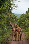 Masai Giraffe headbutting to establish dominance A fight between male Giraffes is not a spectacular fast action event, rather it is quite slow. Participants occassionally headbutt the other, and then need significant time to recharge their energy. In between they may feed together, as if to have a break from fighting. It's an endurance battle. Africa,Arusha,Arusha National Park,Giraffa camelopardalis tippelskirchi,Maasai Giraffe,Tanzania