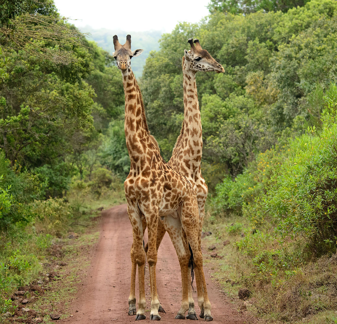 Two young Maasai Giraffes at Arusha National Park The first two-headed Giraffe ever spotted. Seriously, these are two young male Giraffes found in the middle of a path in Arusha National Park, Tanzania. They&#039;re not friends either, they&#039;re fighting over dominance. Africa,Arusha,Arusha National Park,Giraffa camelopardalis tippelskirchi,Maasai Giraffe,Tanzania