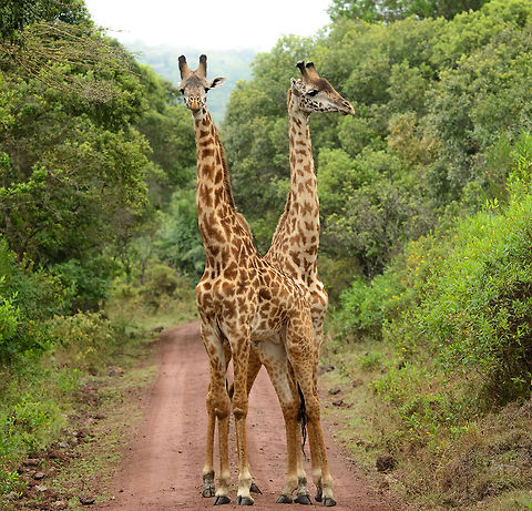 Two young Maasai Giraffes at Arusha National Park The first two-headed Giraffe ever spotted. Seriously, these are two young male Giraffes found in the middle of a path in Arusha National Park, Tanzania. They're not friends either, they're fighting over dominance. Africa,Arusha,Arusha National Park,Giraffa camelopardalis tippelskirchi,Maasai Giraffe,Tanzania