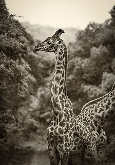 Masai Giraffe pattern highlight Masai Giraffes are easily recognized from their spots, which have a very particular shape as highlighted here. Personally, I find them to be the most beautiful of Giraffe (sub)species. Africa,Arusha,Arusha National Park,Giraffa camelopardalis tippelskirchi,Maasai Giraffe,Tanzania