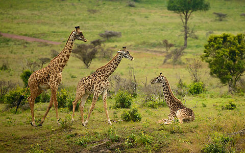 Three Maasai Giraffes at Arusha National Park, Tanzania  Africa,Arusha,Arusha National Park,Giraffa camelopardalis tippelskirchi,Maasai Giraffe,Tanzania