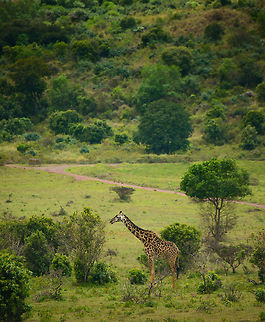 Maasai Giraffe towering over trees in Arusha National Park  Africa,Arusha,Arusha National Park,Giraffa camelopardalis tippelskirchi,Maasai Giraffe,Tanzania