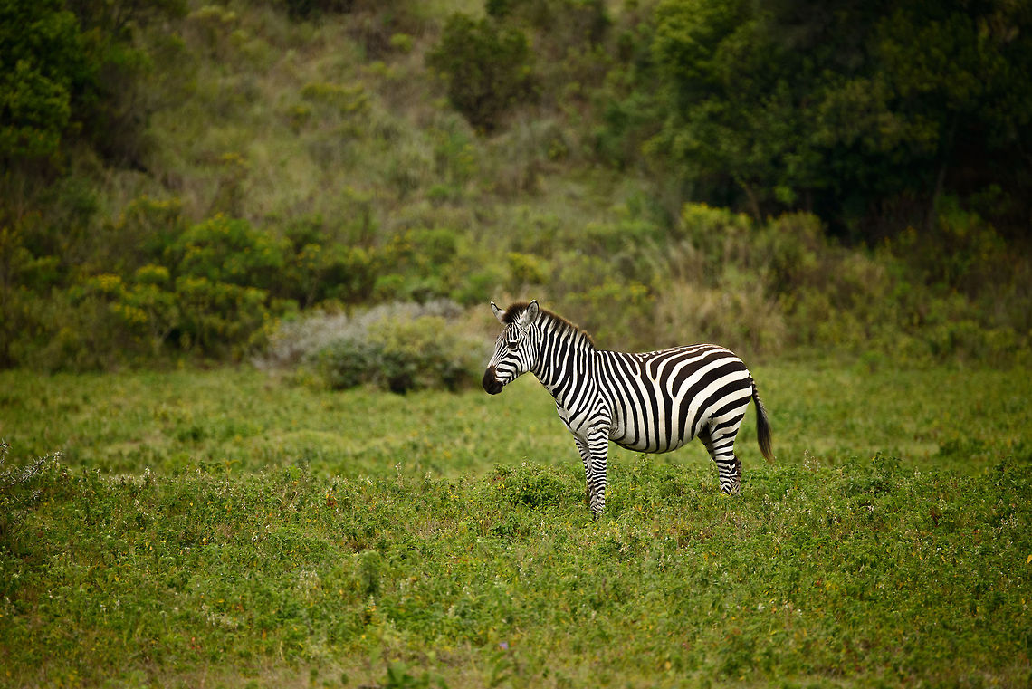 Common Zebra on Arusha National park grass plains  Africa,Arusha,Arusha National Park,Equus quagga,Plains zebra,Tanzania