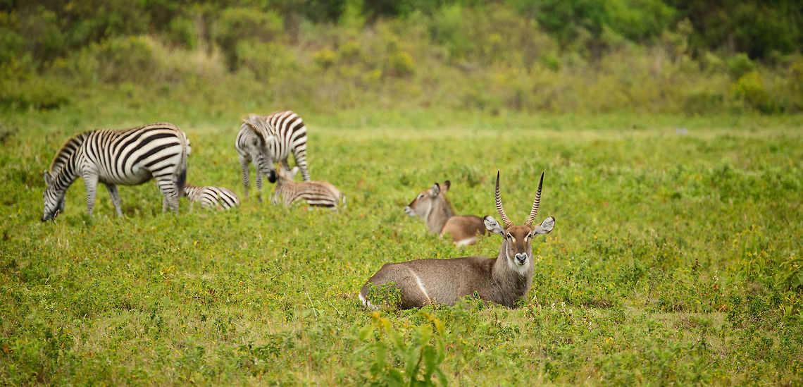 Male and female Waterbucks and zebras at Arusha National Park  Africa,Arusha,Arusha National Park,Kobus ellipsiprymnus,Tanzania,Waterbuck