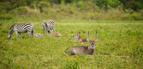 Male and female Waterbucks and zebras at Arusha National Park  Africa,Arusha,Arusha National Park,Kobus ellipsiprymnus,Tanzania,Waterbuck