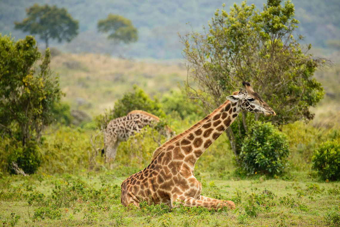Maasai Giraffe laying down in Arusha National Park  Africa,Arusha,Arusha National Park,Giraffa camelopardalis tippelskirchi,Maasai Giraffe,Tanzania