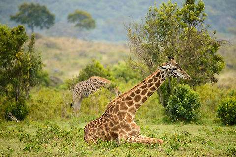Maasai Giraffe laying down in Arusha National Park  Africa,Arusha,Arusha National Park,Giraffa camelopardalis tippelskirchi,Maasai Giraffe,Tanzania