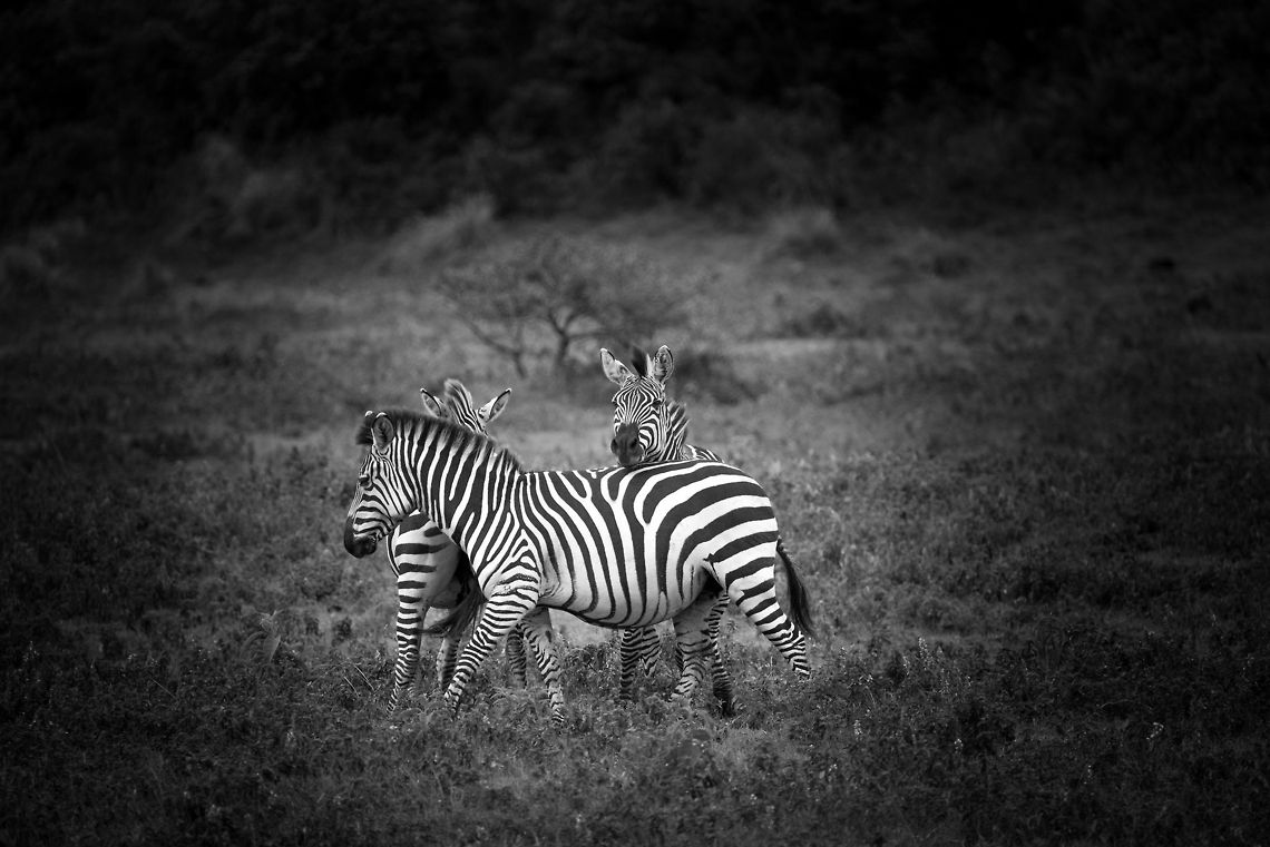 Three zebras circling each other in Arusha National Park  Africa,Arusha,Arusha National Park,Equus quagga,Plains zebra,Tanzania