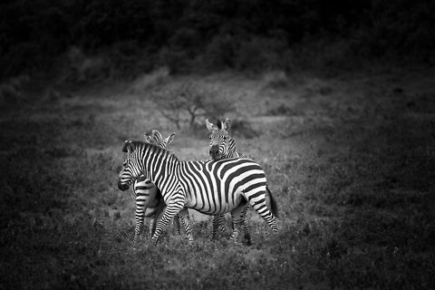 Three zebras circling each other in Arusha National Park  Africa,Arusha,Arusha National Park,Equus quagga,Plains zebra,Tanzania