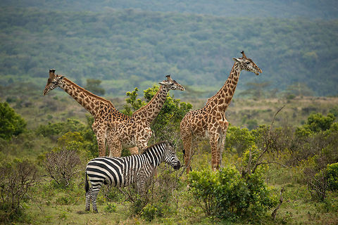Masaai Giraffes and Zebra at Arusha National Park  Africa,Arusha,Arusha National Park,Giraffa camelopardalis tippelskirchi,Maasai Giraffe,Tanzania