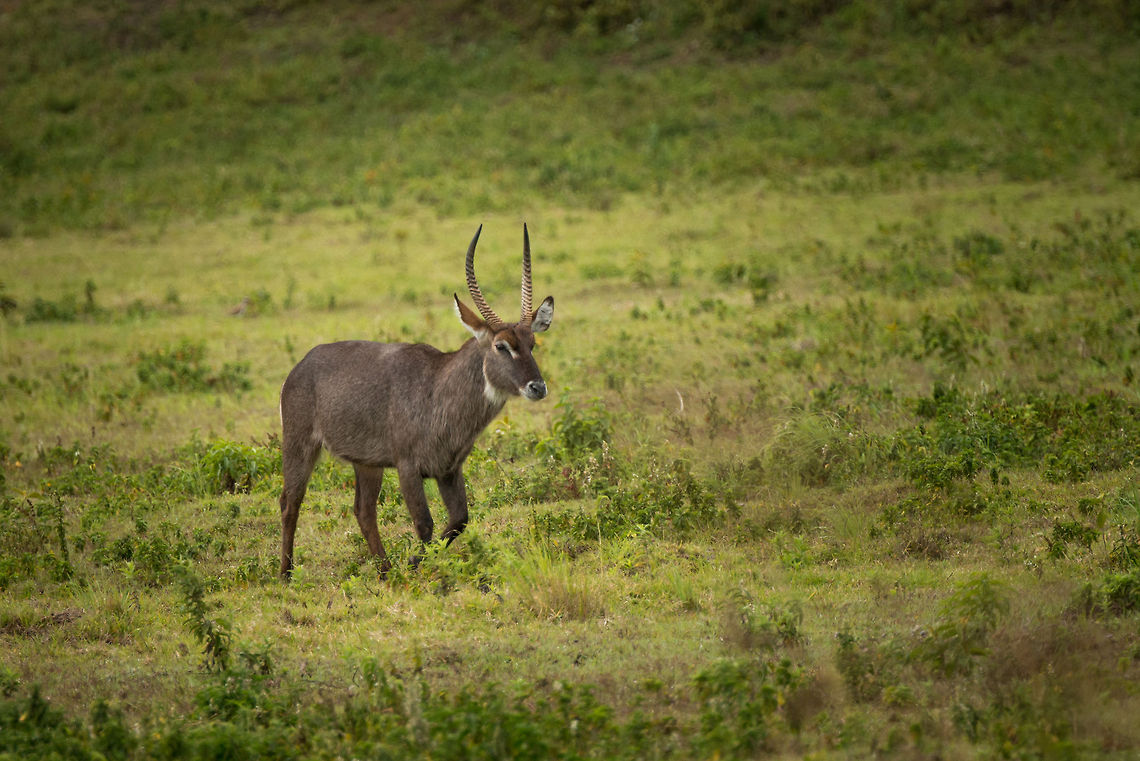 Male Waterbuck on the move in Arusha National Park  Africa,Arusha,Arusha National Park,Kobus ellipsiprymnus,Tanzania,Waterbuck